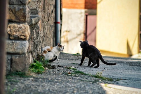 Gestresseerde katten die vechten op straat 