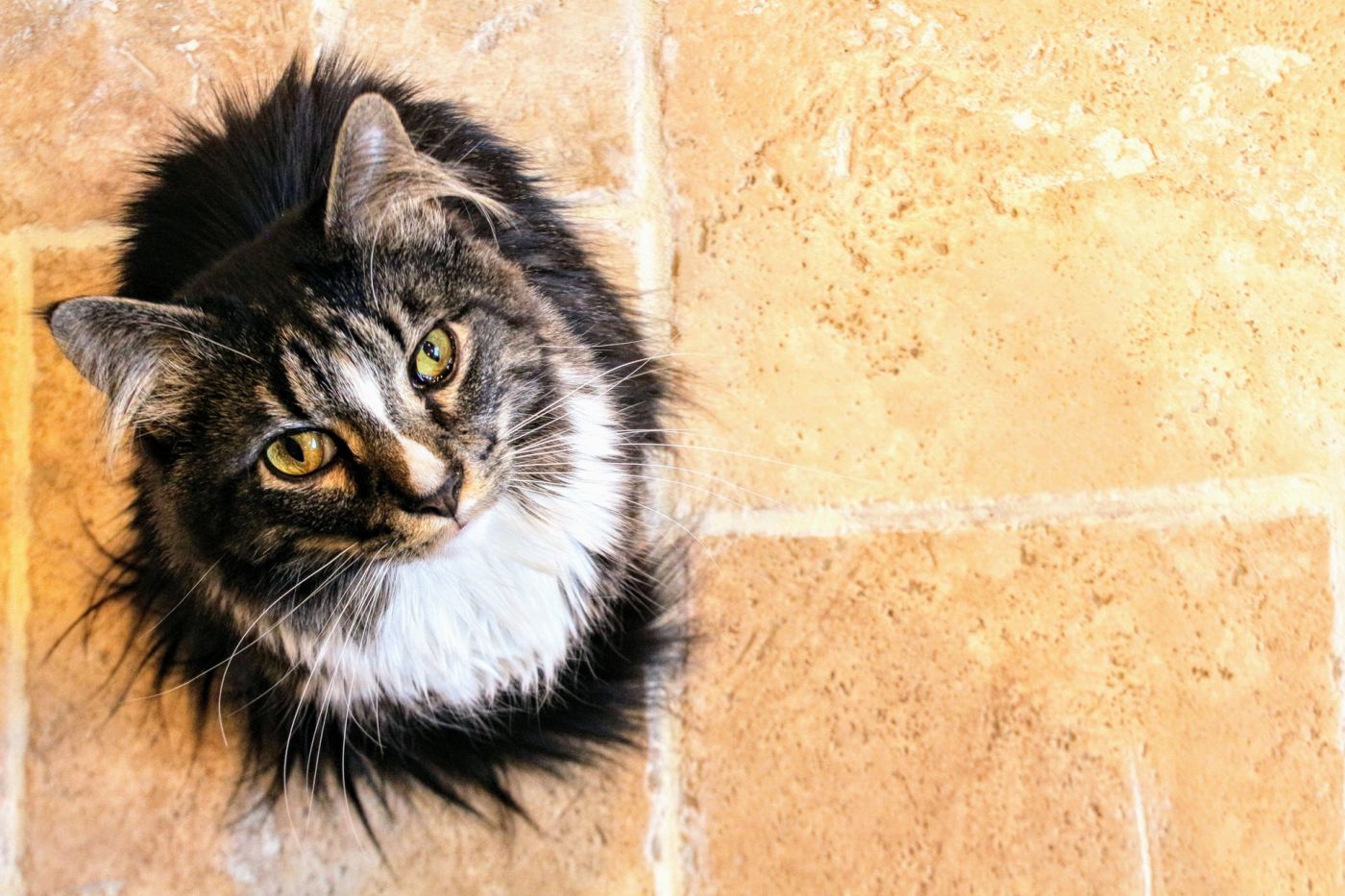 Roman Caroline grond Cat-Stress-List: wat katten op hotel écht stress bezorgt | Kattenhotel|  Chat-o-Gand