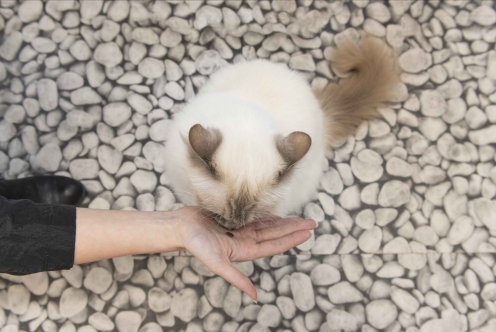 Kat krijgt snoepje als beloning na trimbeurt bij Gedragscentrum Chat-o-Gand voor een stressvrije kat