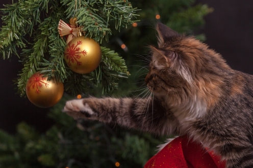 Nieuwsgierige kat speelt met kerstbal van de kerstboom