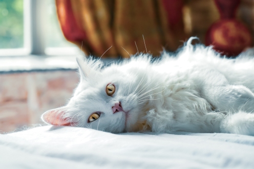 Witte langharige kat met goed verzorgde vacht 