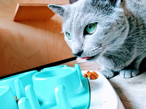 Blauwe rus poes met voederpuzzel op vakantie in kattenhotel Chat-o-Gand