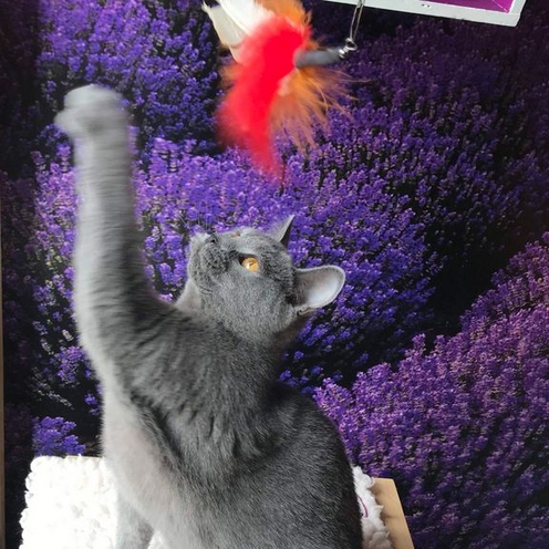 Britse korthaar al spelend