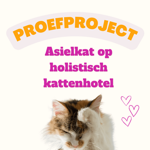Asielkat op holistisch kattenhotel