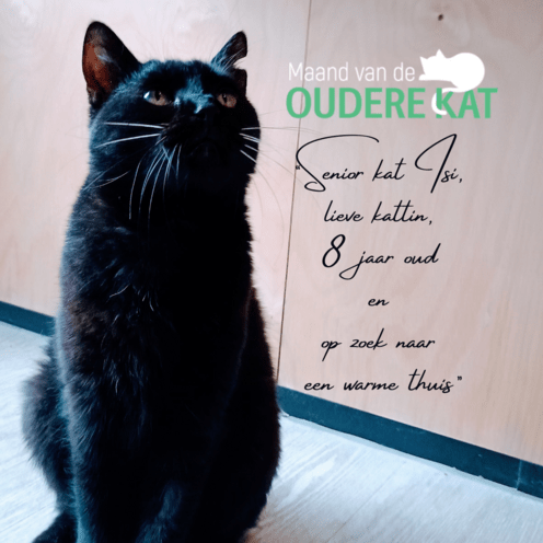 Senior kat Isi Kattin 8 jaar oud